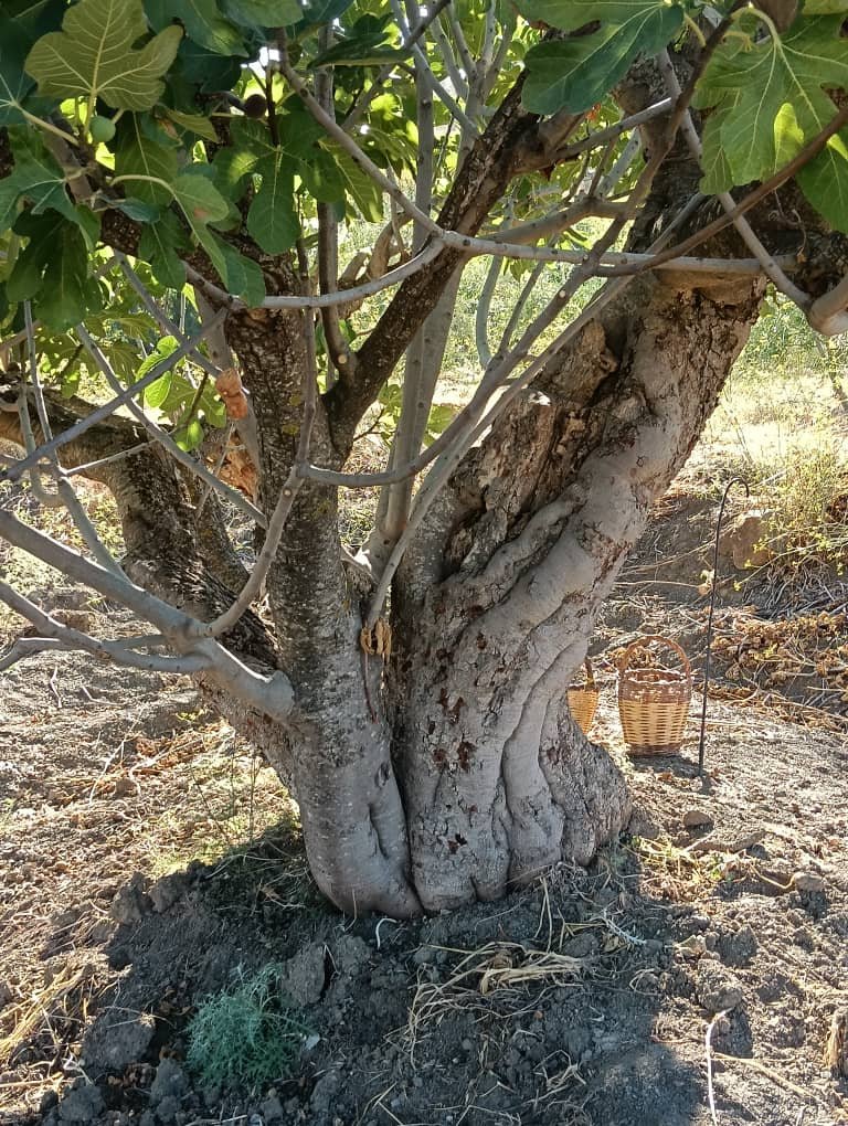 Figuier de Beni Ourtilane